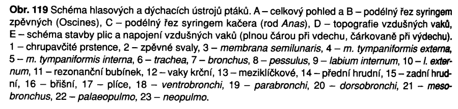 Stavba dýchacích orgánů je přizpůsobena letu. Ústní dutina, hrtan, průdušnice s chrupavčitými krouţky, bifurkace na průdušky - syrinx - hlasové svaly a hlasivkové blány na chrupavčité výztuţi.