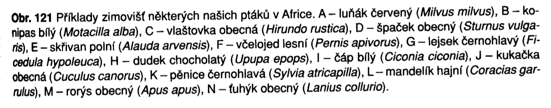 Komunikace - optické a sluchové signály. Tok, výstraţné signály částí těla, zvuky (vábení, varování) aţ zpěv. Orientace při dálkových migracích. Učení.