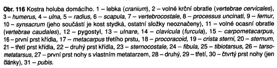 Modifikovaná kostra končetin - přední (let): šavlovité lopatky, silné krkavčí kosti a tyčkovité distálně srostlé klíční kosti (furcula) tvoří kloub pro humerus. Pokračuje ulna se slabším radiem.