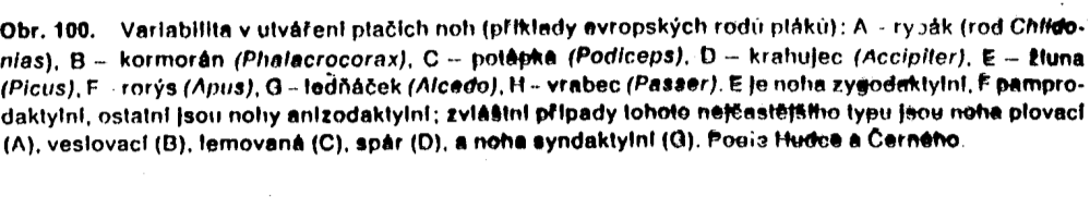 Největší svaly - hrudní (m. pectoralis) z hřebene sterna - pohyb křídla dolů, pod ním leţící antagonista podklíčkový s. (m. supracoracoideus) Silné i svalstvo zadní končetiny (ze synsacra na femur a tibiotarsus).