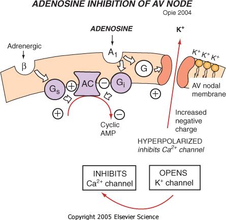 Adenosin