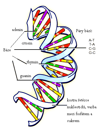 Obr. 1 DNA, upraveno dle [3] Úsek molekuly DNA, který nese genetickou informaci pro určitý znak, se nazývá gen. Jeho umístění je dáno lokusem místem na chromozomu v buňce daného organismu.