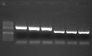 Klonování DNA Izolace PCR produktu Štěpení Cca 2 hodiny 3-12 hodin