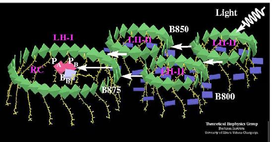 Světlosběrné antény Jsou to pigment-proteinové komplexy, jejichž úlohou je zvýšit efektivitu dodávání excitační energie do reakčního centra.