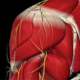 Anatomie ramenního kloubu Stabilizující struktury DYNAMICKÉ