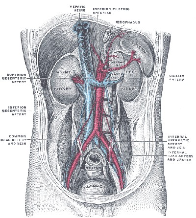 Diagnostika Léčba Albrecht Dürer, 1506,