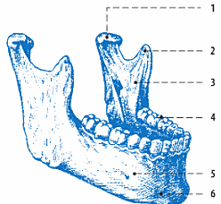 2.1.2.2 Dolní čelist (mandibula) Mandibulu (Obr. 2) tvoří tělo a dvě vzestupná ramena. Oproti horní čelisti nemá žádné kostní spojení s lebkou.
