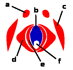 Morfologie dospělců bodavě-sací ústní ústrojí: labrum (epipharynx) +