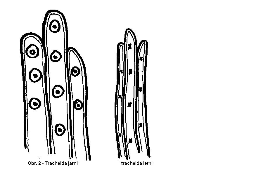 13 -Tracheidy ( viz. Obr. 2 ) jsou buňky velmi protáhlého tvaru. V jarních tracheidách jsou v místech dotyku takzvané ztenčeniny, nebo také dvojtečky.