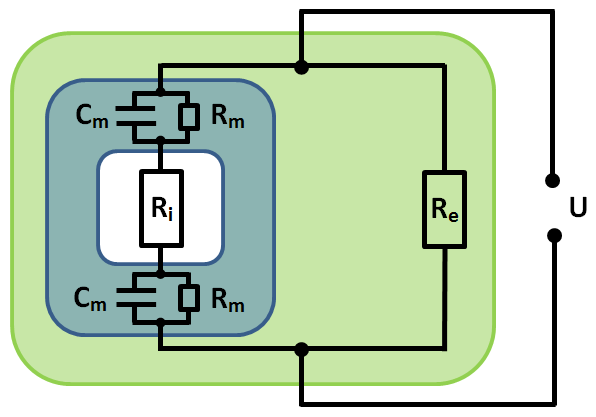 Bioimpedance tkání Projekt FRVŠ