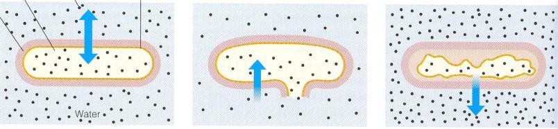 Transport živin - hlavně ve vodném roztoku - cytoplazmatická membrána, buněčná stěna VOLNÁ (PASIVNÍ DIFUZE) pasivní transport o ve směru koncentračního