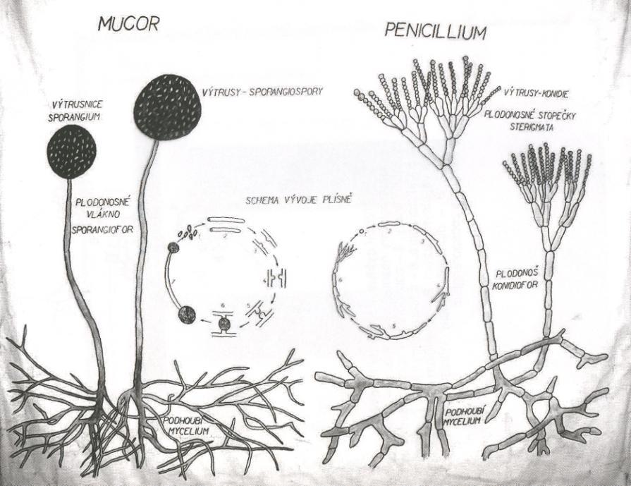 (Saccharomyces) Třída: Ascomycetes (Penicillium,