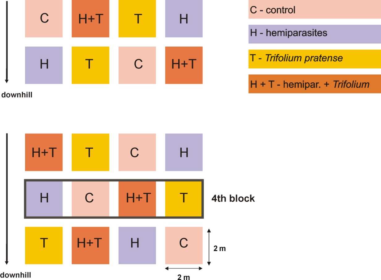 Experiment založený v dlouhodobě neobhospodařovaném porostu s dominancí kostřavy červené (Festuca rubra) - Potštát, Oderské vrchy