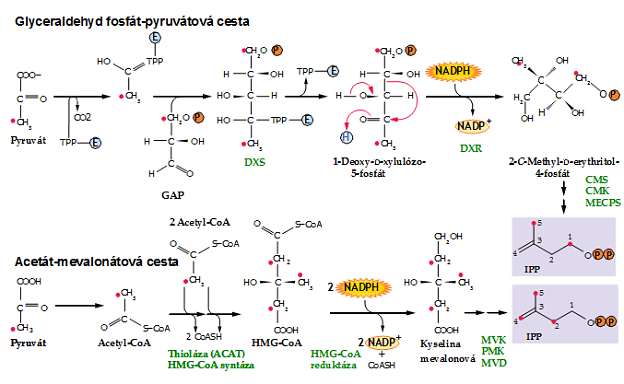 Obrázek 1: Syntéza isopentenyldifosfátu (Croteau et al., 2000; upraveno). Známé enzymy jsou vypsány zeleně.