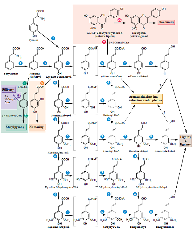 Obrázek 6: Metabolismus fenylpropanoidů (Croteau et al., 2000; upraveno). Enzymy (a kofaktory) jsou následovně: 1. PAL; 2. TAL; 3. Cinnamát-4-hydroxyláza (O 2, cytochrom P450, NADPH); 4.