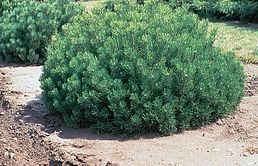 načervnalé dřevo Jírovec maďal listnatý strom s mohutnou korunou i kmenem plodem je pichlavá tobolka se semenem uvnitř kaštanem využití k výrobě nábytku v lékařství k léčbě křečových žil I 28 18:32 I