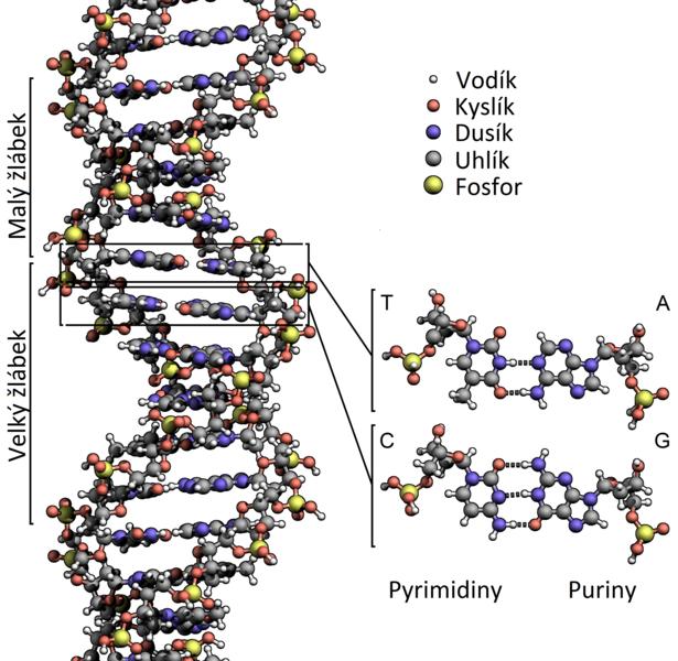 Struktura DNA Autor: brian0918, licence PD http://commons.