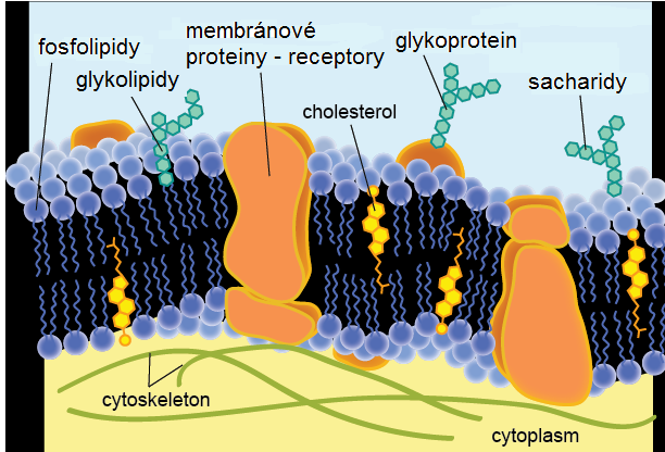dávce v tabletě (100%) Příklad: užívání cyklosporinu A po tkáňových transplantacích: komplex cyklofilin A / cyklosporin A blokuje produkci interleukinu-2, který je růstovým