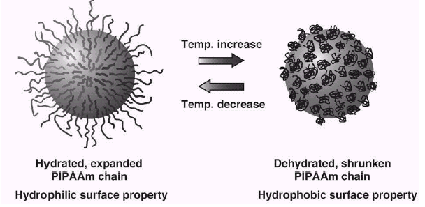 PNIPAAm = Poly(N-isopropylacrylamid) SSMs kritická teplota roztoku (CST) = hydratace-dehydratace pod CST - řetězce hydratují rozbalují nad CST - srážení, aglomerace vratné tvoření