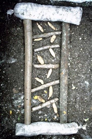 Gastrodia tuber Tian Ma (Gastrodia elata)