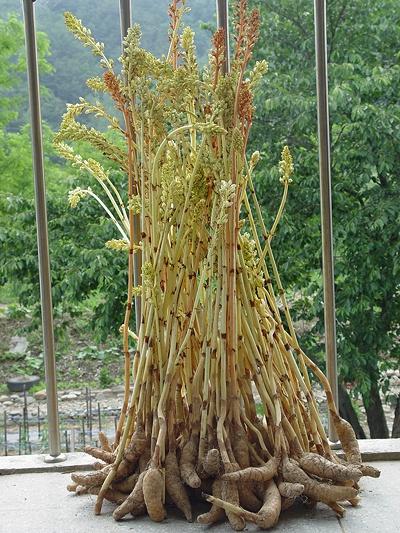 Gastrodia v kultuře Gastrodia elata - Armillaria http://www.zyctd.