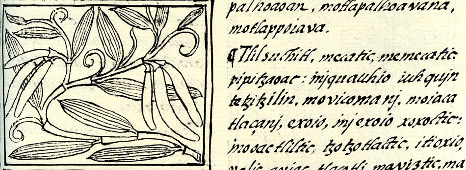 historie využití vanilky Totonakové (Mexický záliv, Veracruz) princezna Xanat uprchla se svým milým do lesa, před zlobou otce, který ji zakázal provdat se za smrtelníka.