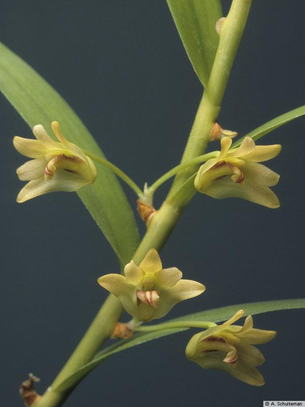 Další hlízy k jídlu Severní Amerika: Calopogon Asie: vše možné Afrika: hlízy různých Orchidoideae, Eulophia (Epidendroideae) Dendrobium salaccense ochucení rýže (Indonesie) sladká šťáva: