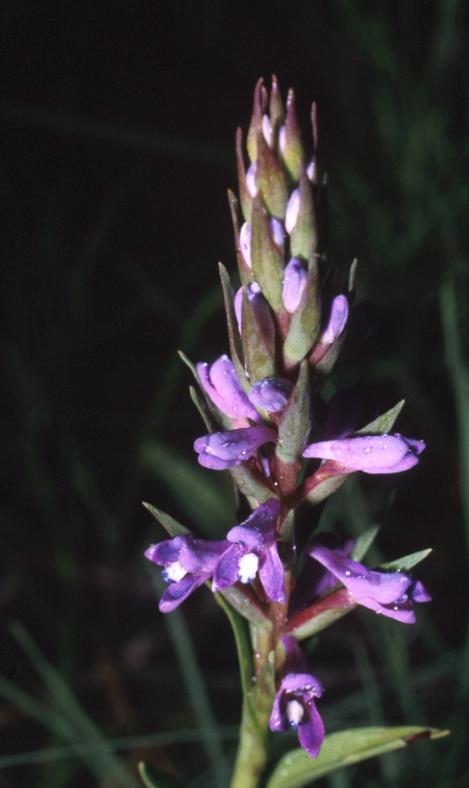 magické orchideje např.