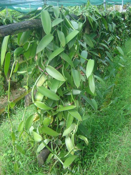 druhy vanilky obchodní název Bourbon vanilla Mexican vanilla (pozor na Dipteryx odorata) Tahitian vanilla West Indian