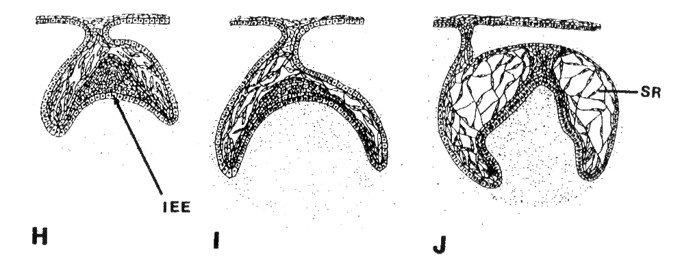 Sklovinný orgán se během vývoje zvětšuje, postupně nabývá tvaru zubního pohárku a zhruba v 8. týdnu těhotenství tvaru zvonku.