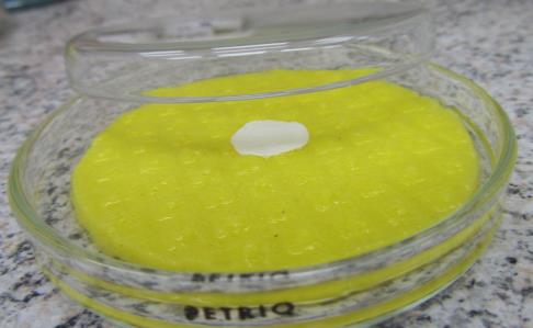Bobtnavost Schopnost LF absorbovat kapalinu (obvykle pufry imitující složení/ph slin). MOF se vloží na materiál zajišťující hydrataci (agar, savý materiál napuštěný kapalinou atd.