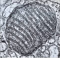 Obsahuje enzymy dýchacího řetězce a další látky pro přenos elektronů (cytochromy, dehydrogenázy, flavoproteiny) a ATP-syntázu (elementární partikule). Převzato z B. Alberts et al.