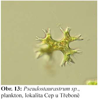 Pseudostaurastrum - tetraedrické buňky bez skulptur - ramena prodloužená do tupých ostnů - hodně chloroplastů bez