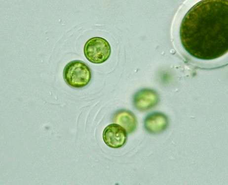 Chlorobotrys kulovité b. 15um 1-2 b.