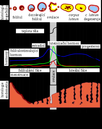 Jde o cyklické změny probíhající v ovariu ženy v závislosti na hladině pohlavních hormonů.