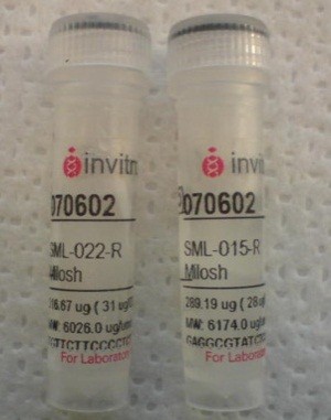 PCR replikace in vitro Složení PCR mixu redestilovaná sterilní voda pufr (dodávaný s polymerázou, ph = 8,3-9,0) hořčík ve
