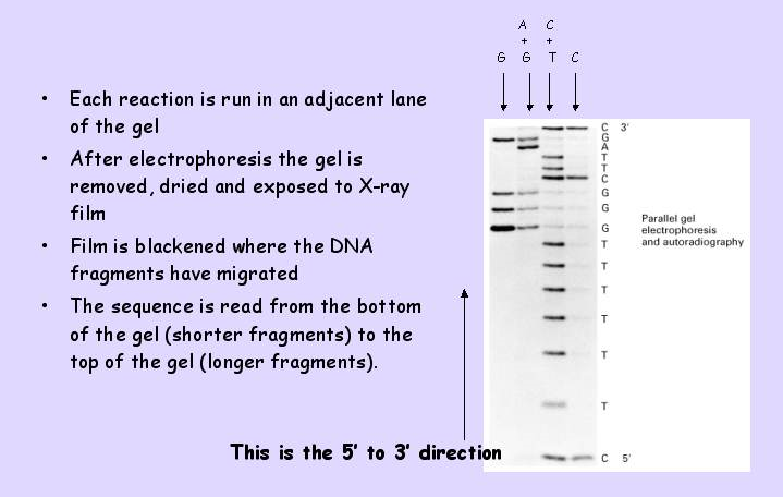 SEKVENOVÁNÍ DNA Maxam-Gilbertova metoda Maxamova-Gilbertova (chemická) metoda Původně byla preferovaná před Sangerovou metodou vstup: pouze purifikovaná DNA,
