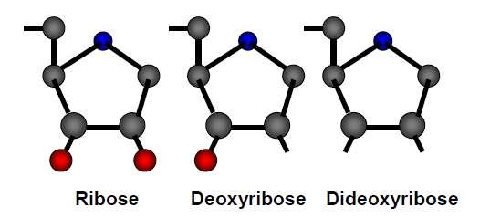 SEKVENOVÁNÍ DNA Sangerova metoda terminace řetězce Sangerova metoda založena na terminaci replikace nového řetězce podle matrice zkoumané sekvence dideoxynukleozidtrifosfátem (ddntp) na 3 -uhlíku