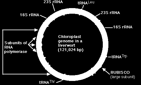 DNA CHLOROPLASTŮ