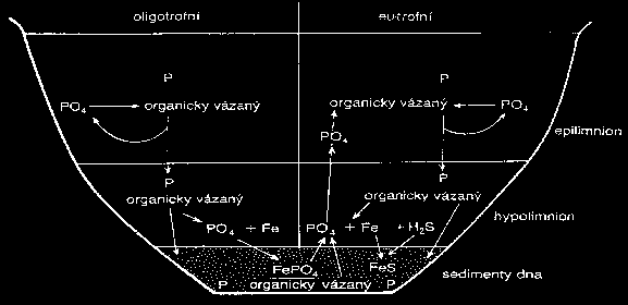 Síra vyskytuje se ve formě: síranů (SO 4 2 ) v množství 10 100 mg.