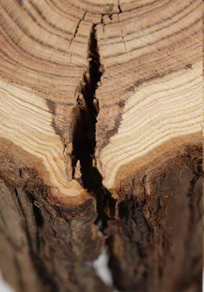Růstové vady dřeva suky plošné, hranové,