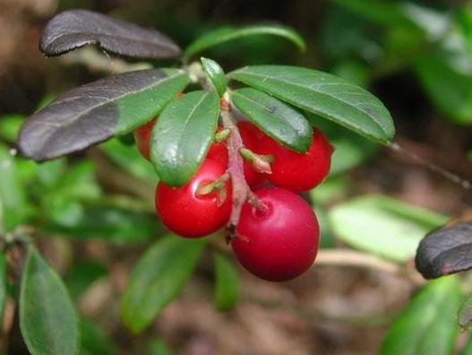 Silymarin Původ a složení extrakt ze semen bodláku ostropestřce mariánského směs polyfenolů (flavonolignanů, např.