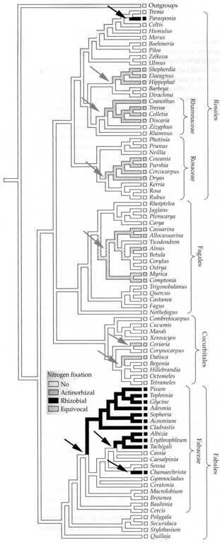 Hlízkové bct Organické látky od rostlin mnohem vyšší kapacita fixace N 2 bct Rhizobium Trifolium, Lotus, Vicia, Pisum; Bradyrhizobium Glycine