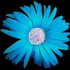 = dominantní alela = modré květy výsledek křížení -