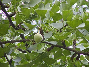 Nejlépe se mu daří na místech, kde má dostatek prostoru. Ginkgo se může vysadit na slunci či v polostínu. ph půdy by mělo být mírně kyselé.