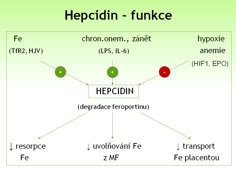 Obrázek 1: Základní mechanismy regulace a funkce hepcidinu. Rostoucí hladina železa v séru a chronická zánětlivá reakce stimulují produkci hepcidinu v játrech, naopak hypoxie a anemie ji inhibují.