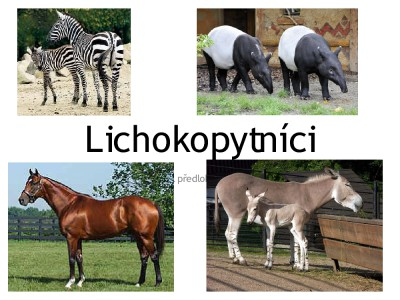 Lichokopytníci Lichokopytníci jsou řádem býložravých savců, u kterých osa končetiny prochází třetím, často největším prstem. Jsou to prstochodci, poslední články prstů jsou chráněny rohovitými kopyty.