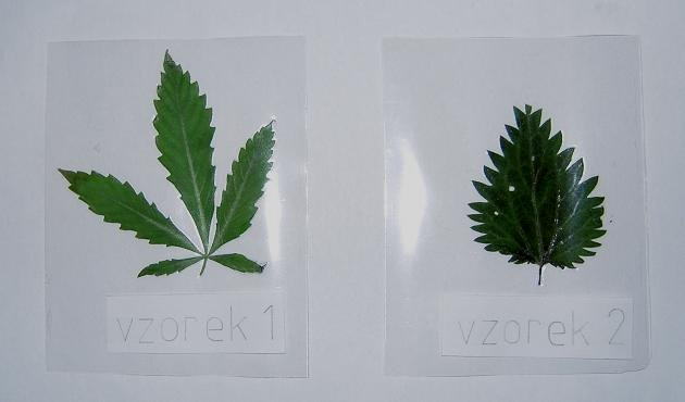 UTB ve Zlíně, Fakulta aplikované informatiky, 2010 93 Obr. 60 Připravené vzorky pro spektroskopické měření: vlevo list marihuany odrůdy bílá vdova, vpravo list kopřivy dvoudomé. 8.