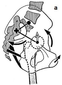 4.2 Kontranutace Kontranutace je naopak dle Kapandjiho (1974) charakterizována pohybem promontoria směrem posteriorním a superiorním a pohybem hrotu sakra a kostrče směrem anteriorním a inferiorním.