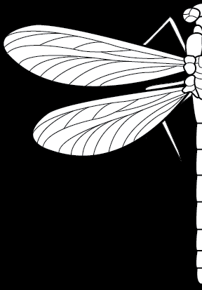 3. Dokreslete druhou půlky těla motýla, slunéčka, včely a vážky. 4.